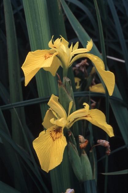 Limniris  (=Iris ) pseudacorus / Giaggiolo acquatico